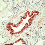 beta Tubulin Antibody in Immunohistochemistry (Paraffin) (IHC (P))