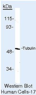 beta Tubulin Antibody in Western Blot (WB)