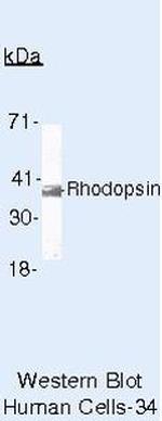 Rhodopsin Antibody in Western Blot (WB)