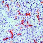CFTR Antibody in Immunohistochemistry (Paraffin) (IHC (P))