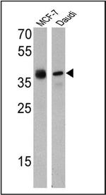 CD24 Antibody in Western Blot (WB)