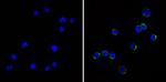 CD24 Antibody in Immunocytochemistry (ICC/IF)