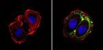 CD24 Antibody in Immunocytochemistry (ICC/IF)