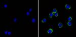 CD24 Antibody in Immunocytochemistry (ICC/IF)