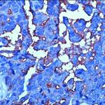 CD24 Antibody in Immunohistochemistry (IHC)