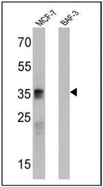 CD24 Antibody in Western Blot (WB)