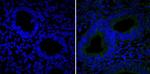 CD105 Antibody in Immunohistochemistry (Paraffin) (IHC (P))