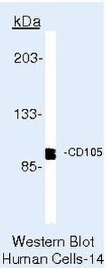 CD105 Antibody in Western Blot (WB)