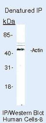 Actin Antibody in Immunoprecipitation (IP)