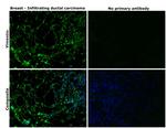 Vimentin Antibody in Immunohistochemistry (Paraffin) (IHC (P))