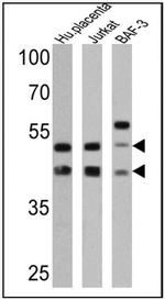 CD47 Monoclonal Antibody (B6H12.2)
