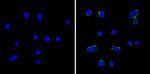 ST6GAL1 Antibody in Immunocytochemistry (ICC/IF)