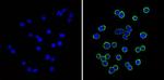 ST6GAL1 Antibody in Immunocytochemistry (ICC/IF)