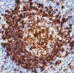 CD74 Antibody in Immunohistochemistry (Paraffin) (IHC (P))