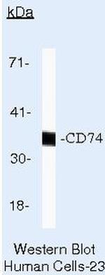 CD74 Antibody in Western Blot (WB)