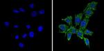 Bcl-xL Antibody in Immunocytochemistry (ICC/IF)