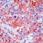 Prolactin Receptor Monoclonal Antibody (B6.2)