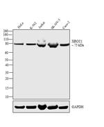 XRCC1 Antibody in Western Blot (WB)