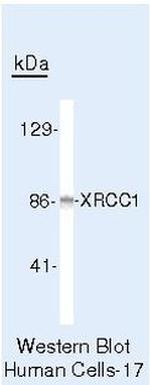 XRCC1 Antibody in Western Blot (WB)