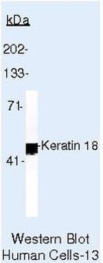 Cytokeratin 18 Antibody in Western Blot (WB)