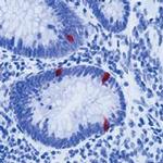 Serotonin Antibody in Immunohistochemistry (Paraffin) (IHC (P))