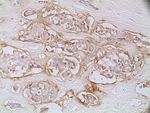EpCAM Antibody in Immunohistochemistry (Paraffin) (IHC (P))
