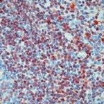 GRB2 Antibody in Immunohistochemistry (Paraffin) (IHC (P))