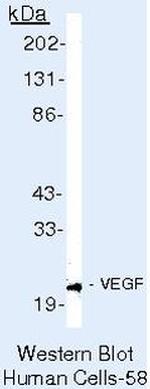 VEGF Antibody in Western Blot (WB)