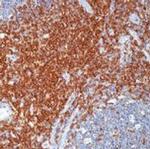 CD43 Antibody in Immunohistochemistry (Paraffin) (IHC (P))