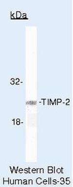 TIMP2 Antibody in Western Blot (WB)