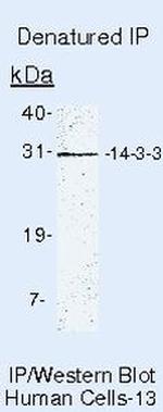 14-3-3 gamma Antibody in Immunoprecipitation (IP)