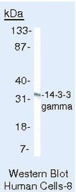 14-3-3 gamma Antibody in Western Blot (WB)
