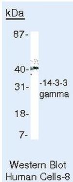 14-3-3 gamma Antibody in Western Blot (WB)
