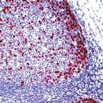 Pds1 Antibody in Immunohistochemistry (Paraffin) (IHC (P))