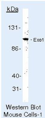 EXO1 Antibody in Western Blot (WB)