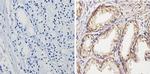 PTEN Antibody in Immunohistochemistry (Paraffin) (IHC (P))