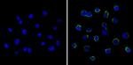 LCK Antibody in Immunocytochemistry (ICC/IF)