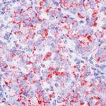 Myb Antibody in Immunohistochemistry (Paraffin) (IHC (P))