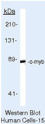 Myb Antibody in Western Blot (WB)
