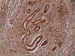 MUC2 Antibody in Immunohistochemistry (Paraffin) (IHC (P))