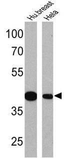 Maspin Antibody in Western Blot (WB)