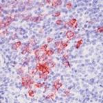 CD138 Antibody in Immunohistochemistry (Paraffin) (IHC (P))
