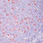 CD68 Antibody in Immunohistochemistry (Paraffin) (IHC (P))