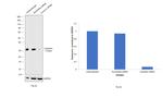Calretinin Antibody