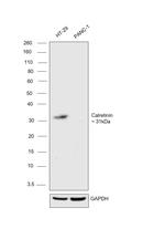 Calretinin Antibody