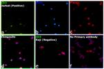 CD3 Antibody in Immunocytochemistry (ICC/IF)