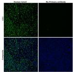 CD3 Antibody in Immunohistochemistry (Paraffin) (IHC (P))