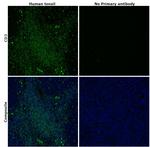 CD3 Antibody in Immunohistochemistry (Paraffin) (IHC (P))