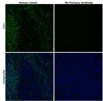 CD3 Antibody in Immunohistochemistry (Paraffin) (IHC (P))