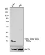 CD3 Antibody in Western Blot (WB)